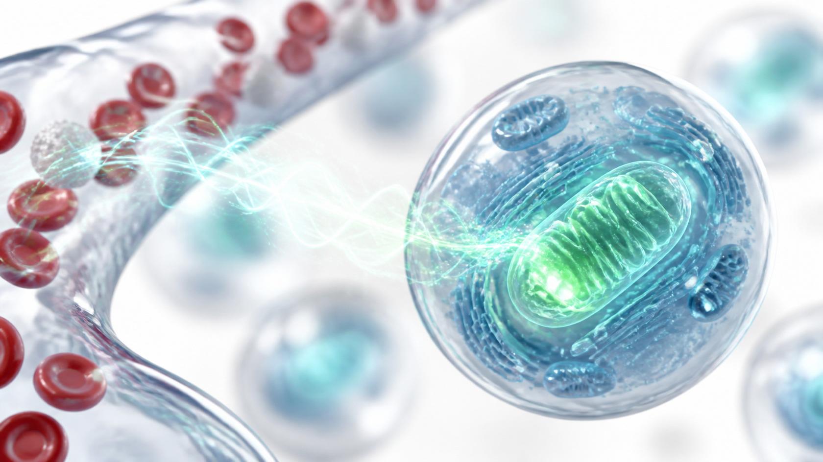 Circulation and cellular