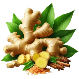 Zingiber officinale